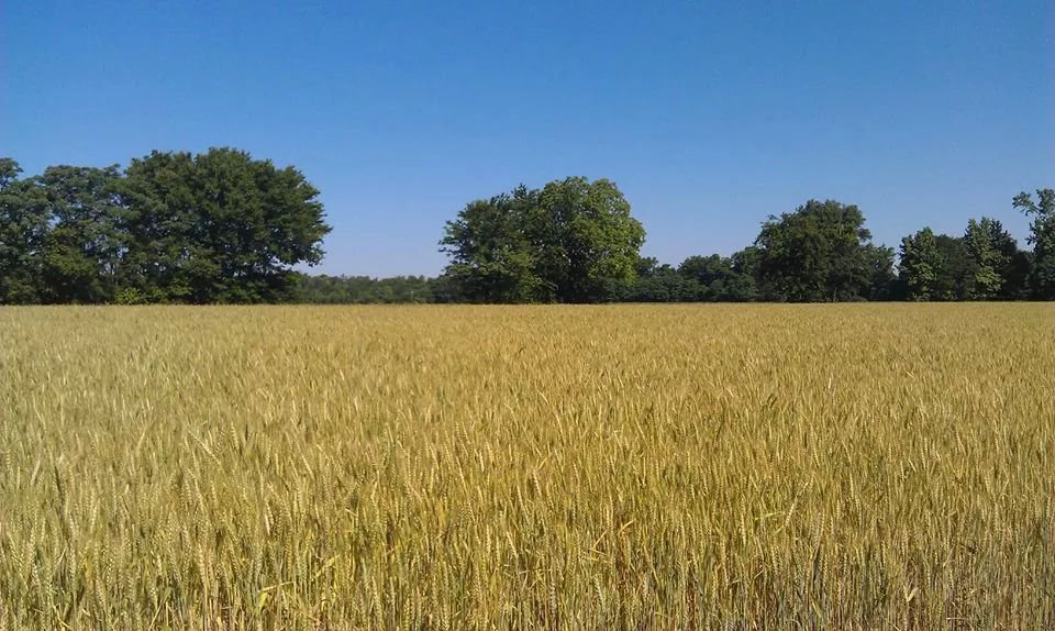 Wheat Dries in the Field